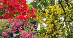 ফিচার