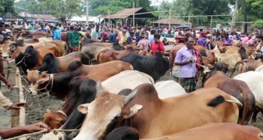 কোরবানির পশুর হাটগুলোতে জাল নোটের বিস্তার ঠেকাতে বিশেষ উদ্যোগ